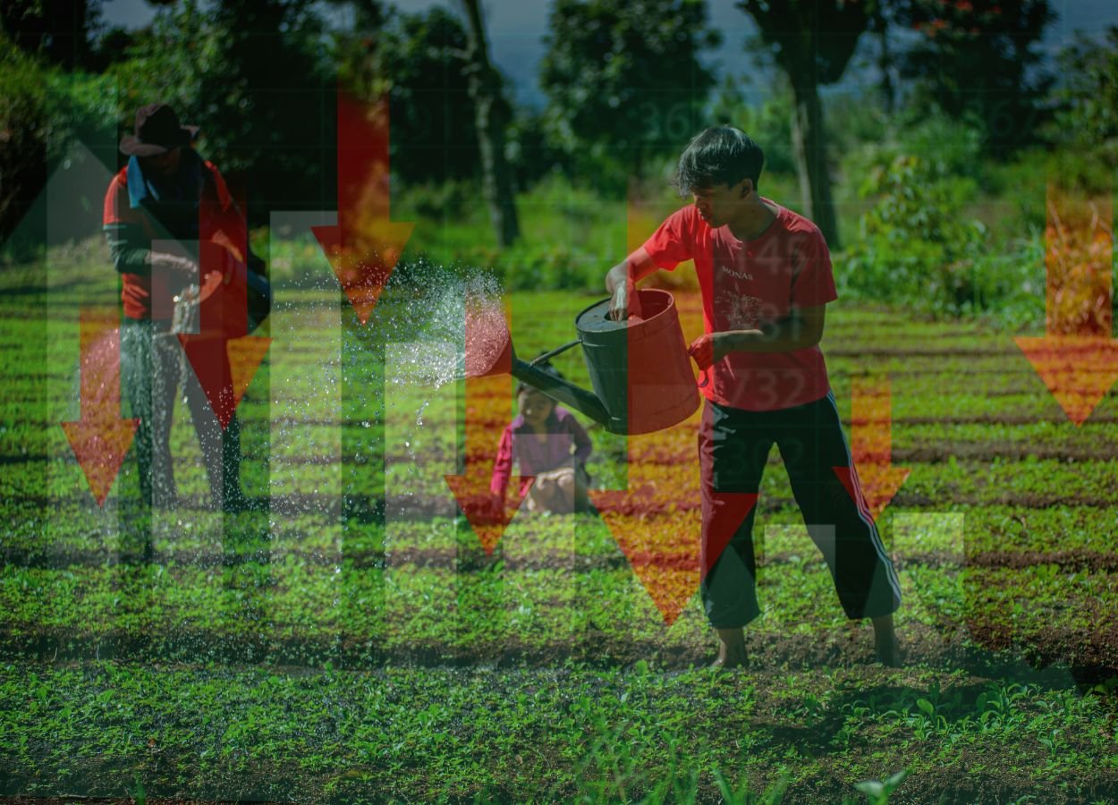 Nilai Tukar Petani Turun pada Juni 2026, BPS Soroti Pelemahan Daya Beli - BeritaLia.com